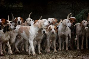 dogs, herd, canine-2691871.jpg